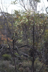 Eucalyptus astringens