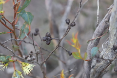 Eucalyptus astringens