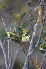 Eucalyptus astringens