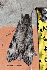 Erinnyis oenotrus