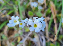 Myosotis lytteltonensis