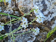 Myosotis lytteltonensis