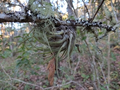 Tillandsia oaxacana