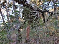 Tillandsia oaxacana