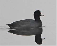 Fulica americana