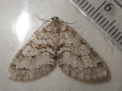 Nothocasis sertata
