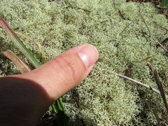 Cladonia confusa