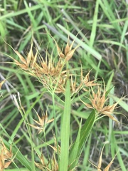Rhynchospora corniculata