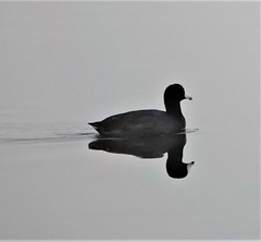 Fulica americana