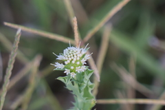 Acicarpha tribuloides