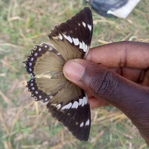 Common Blue Charaxes
