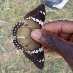 Charaxes tiridates tiridates