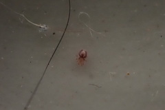 Dermanyssus gallinae