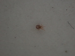 Dermanyssus gallinae