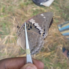 Charaxes tiridates tiridates