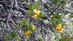 Tristerix verticillatus