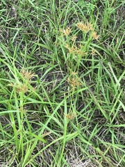 Rhynchospora corniculata