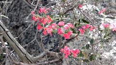 Viviania marifolia