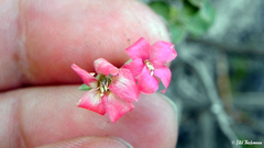 Viviania marifolia