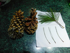 Pinus stylesii
