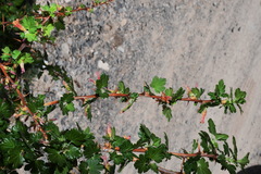 Ribes pinetorum