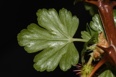 Ribes pinetorum