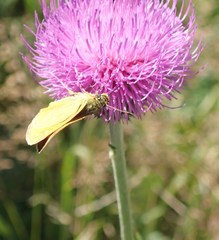 Cirsium pannonicum