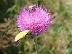 Cirsium pannonicum