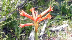Zephyranthes cisandina
