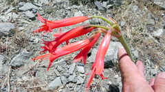 Zephyranthes cisandina