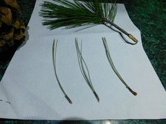 Pinus stylesii