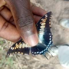 Charaxes achaemenes