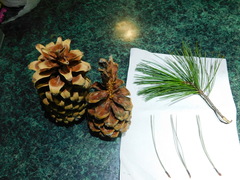 Pinus stylesii