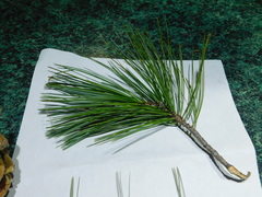 Pinus stylesii