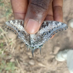 Charaxes achaemenes