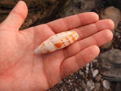 Mitra mitra