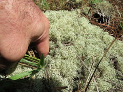 Cladonia confusa