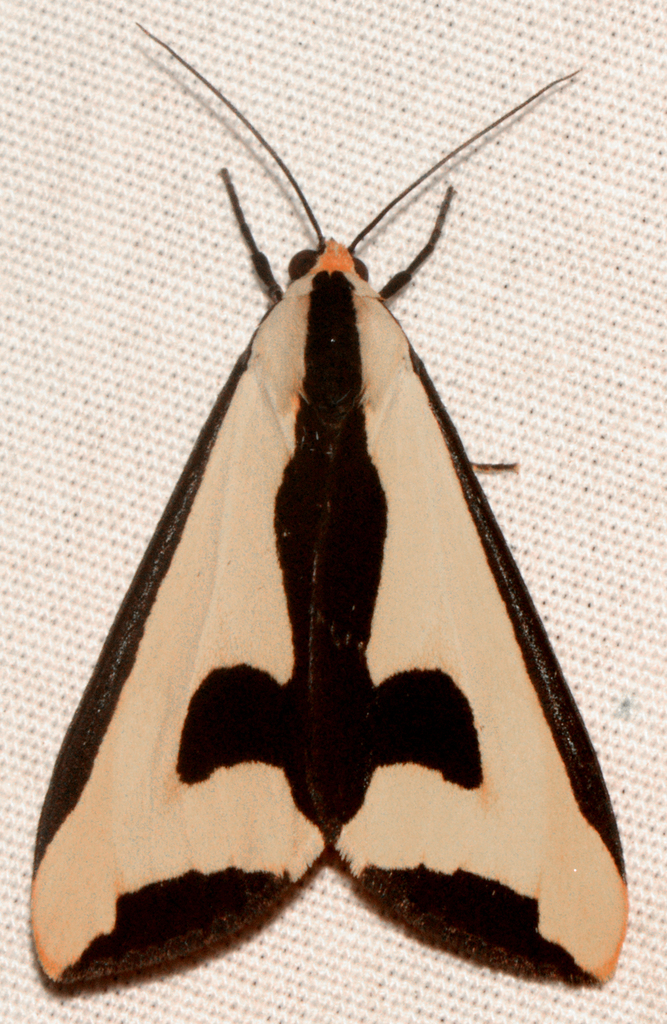 Clymene Moth
