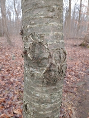 Neonectria ditissima