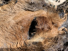 Alcelaphus buselaphus caama