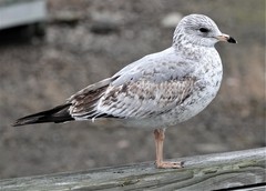 Larus delawarensis