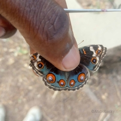 Junonia orithya madagascariensis