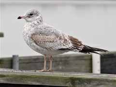 Larus delawarensis