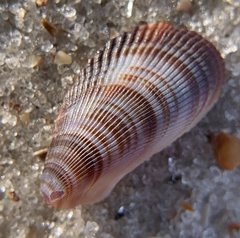 Brachidontes exustus