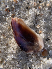 Brachidontes exustus