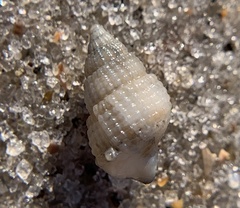 Ilyanassa trivittata