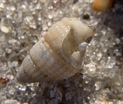 Ilyanassa trivittata