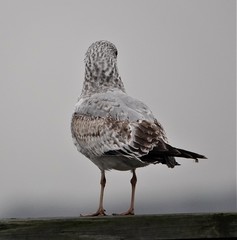 Larus delawarensis