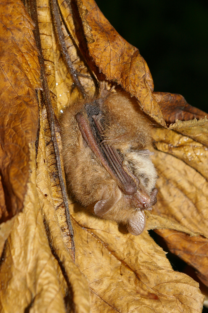 Ussurian Tube-Nosed Bat