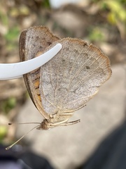 Junonia nigrosuffusa